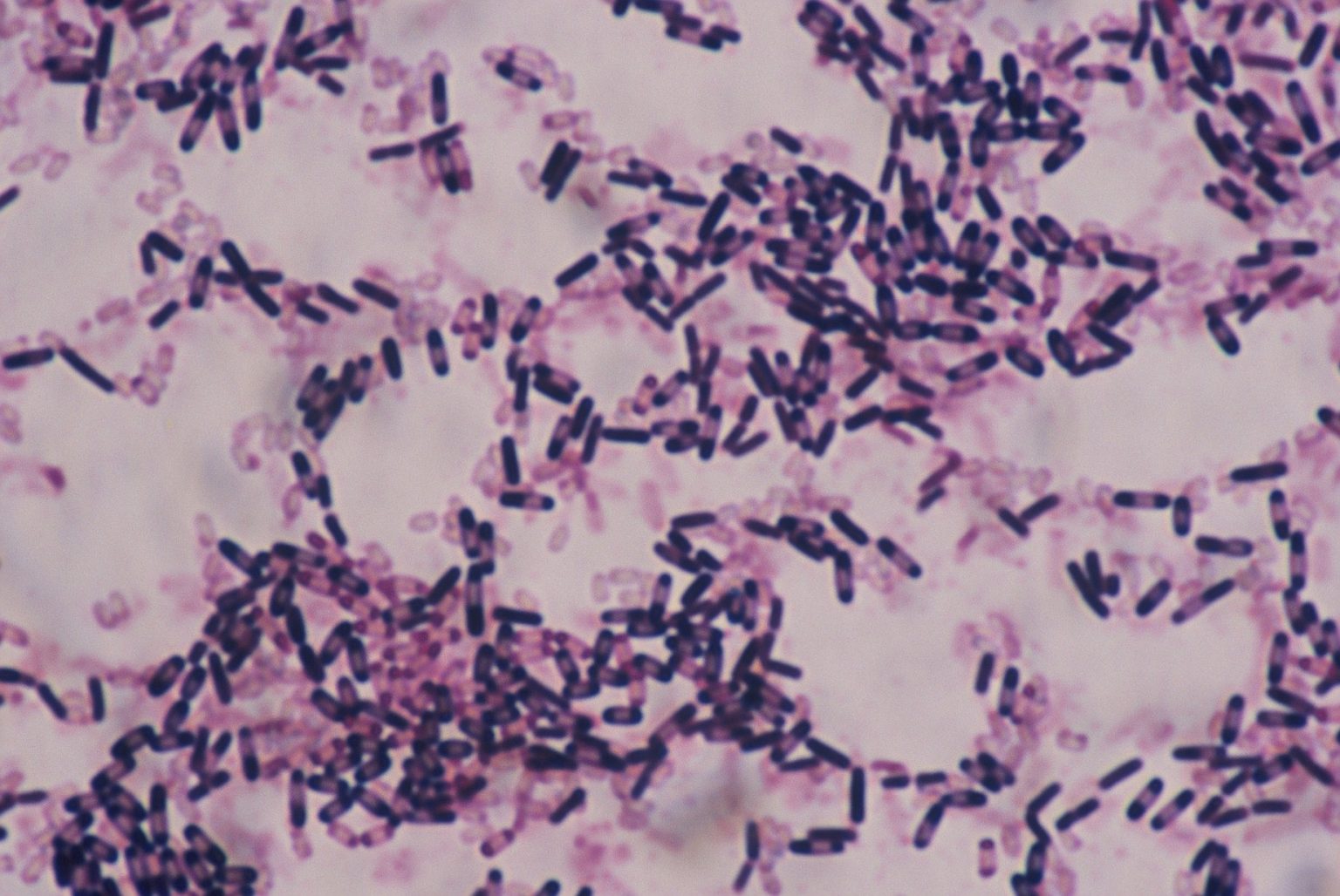 バチルス菌 有限会社 青山商店